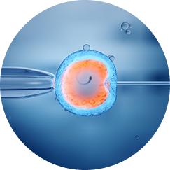 ivf home page 1